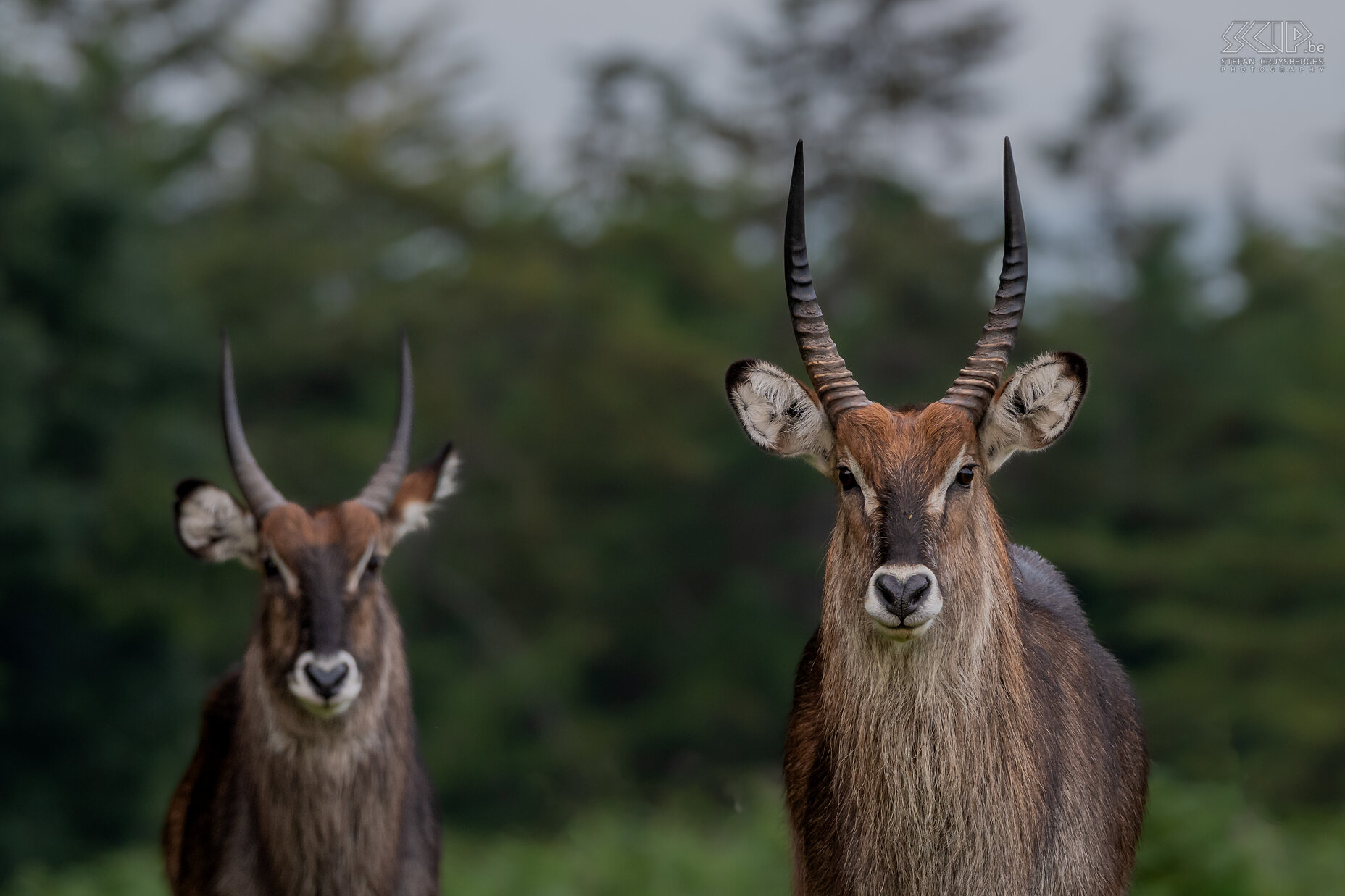 Mount Kenya NP - Waterbokken De waterbok is een prachtige grote antiloop die in waterrijke en bosrijke gebieden leeft. Hun vacht is donker bruin/grijs met witte vlekken op hun kop. Ze leven in kleine kuddes en mannetjes soms solitair. Enkel het mannetje heeft hoorns. Ze kunnen tot 300kg wegen en zijn vooral 's ochtends en in de late namiddag actief. Stefan Cruysberghs